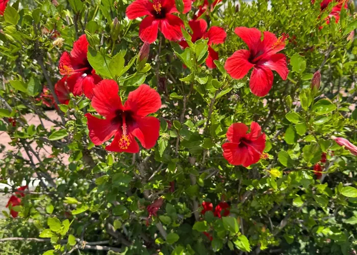 Villa Irilena - Beach House With Private Pool Villa