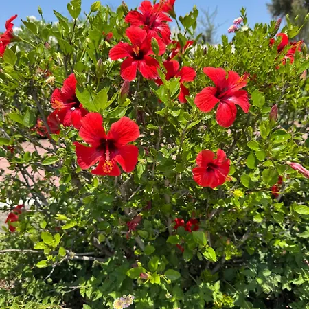 Irilena - 4bdr House וילה